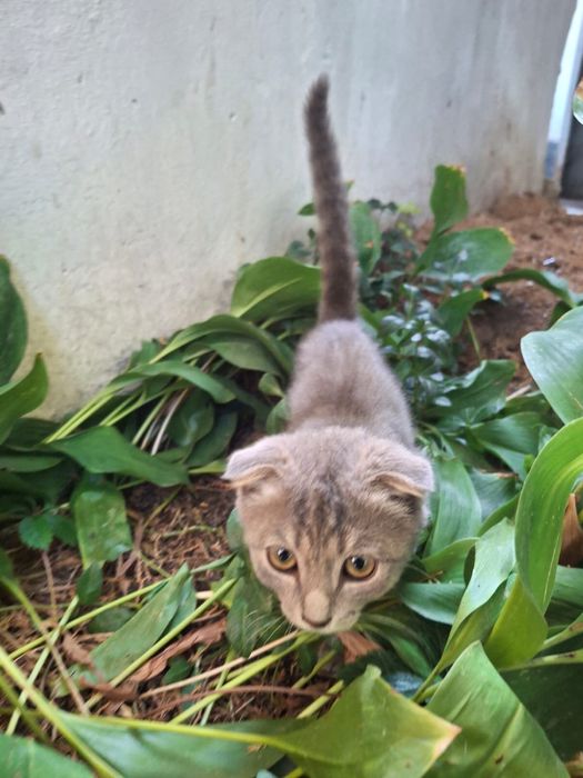 Котенок вислоухая девочка
