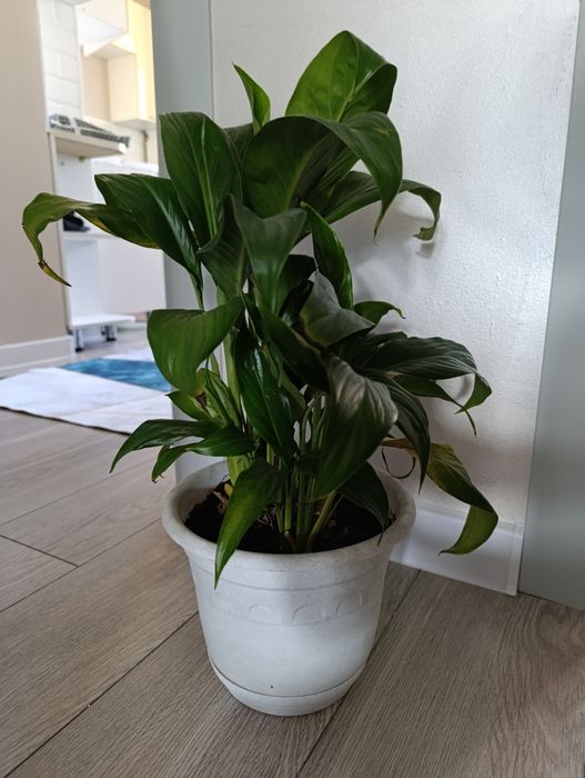 Домашние цвет разные