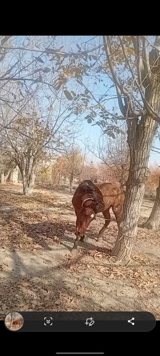 Qora bayir zotli otlar