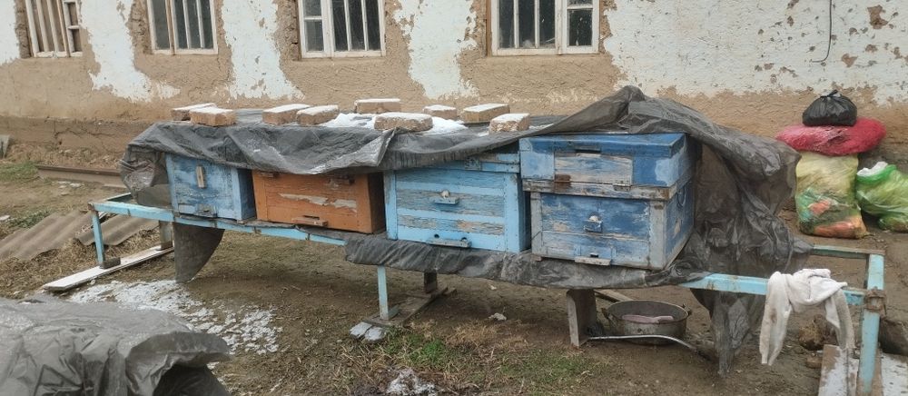 Asal ari oilasi telachkasi kamplekt