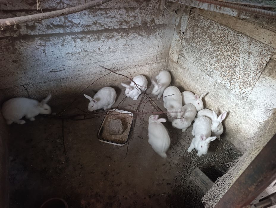 Зайци.на 4 5 месеца