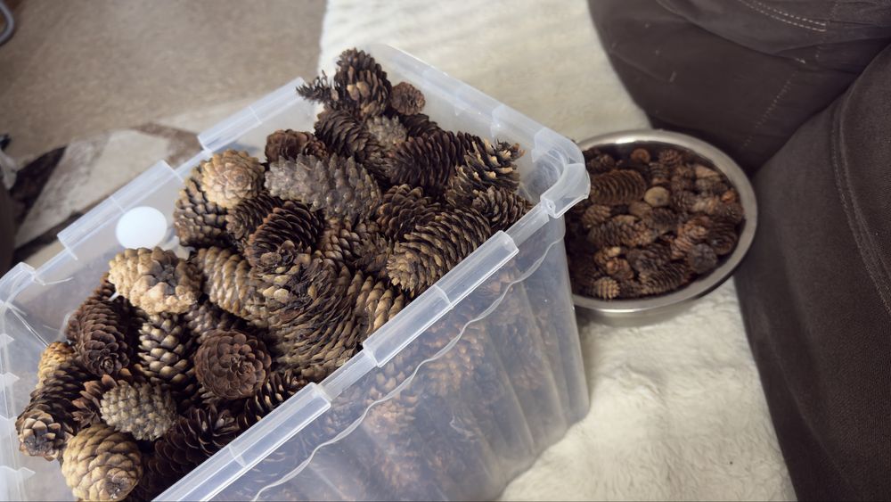 Шишки разных видов размеров