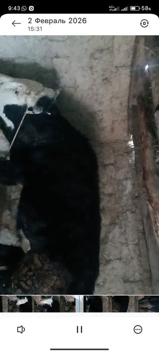 Дау огиз Шиелде 3 жасар