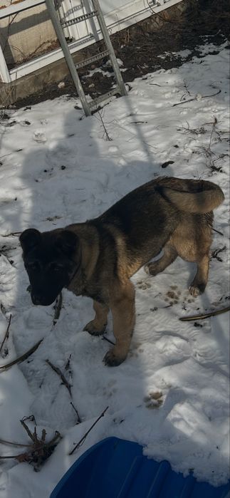 Продам щенка америкаскай акиты !