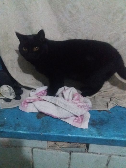 Кот, доставка бесплатно