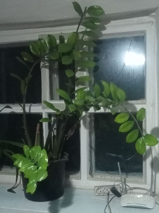 Домашние цветы  от 1000 до 15000