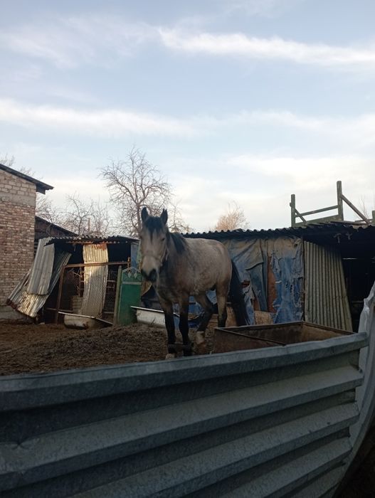 Лошадь жылкы айгыр