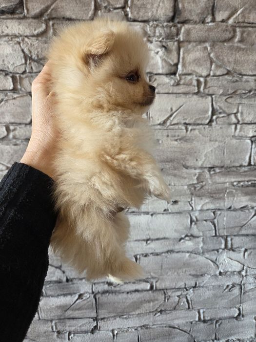 Померан Мини Момченца