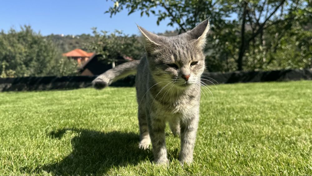 Кошка ласковая и красивая