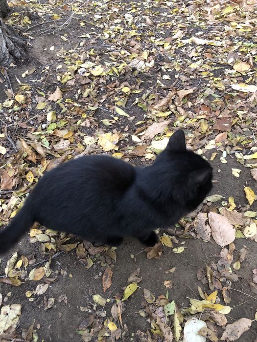 Котенок ищет себе хозяина . Срочно