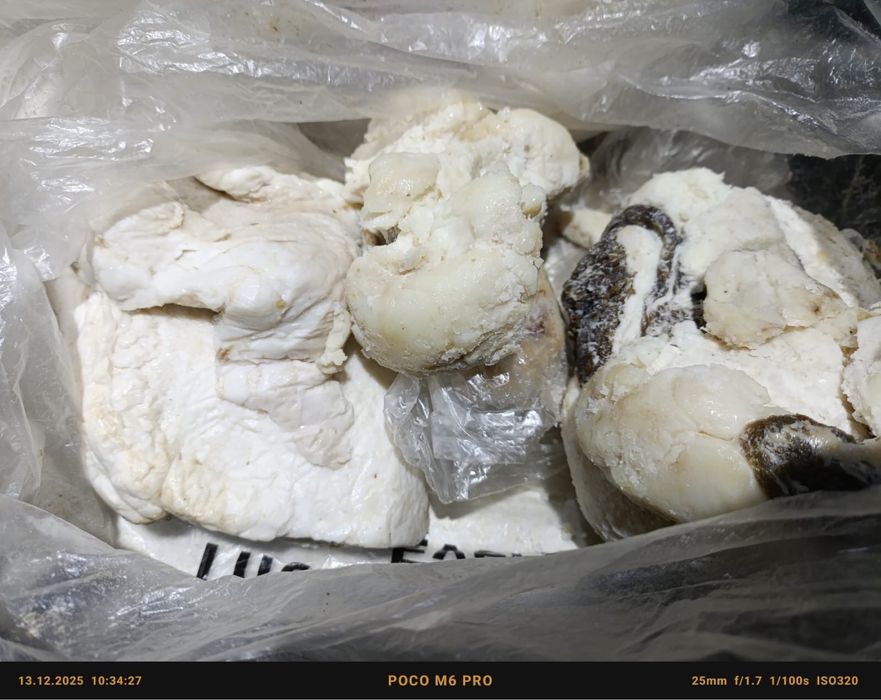 Продам жир конины