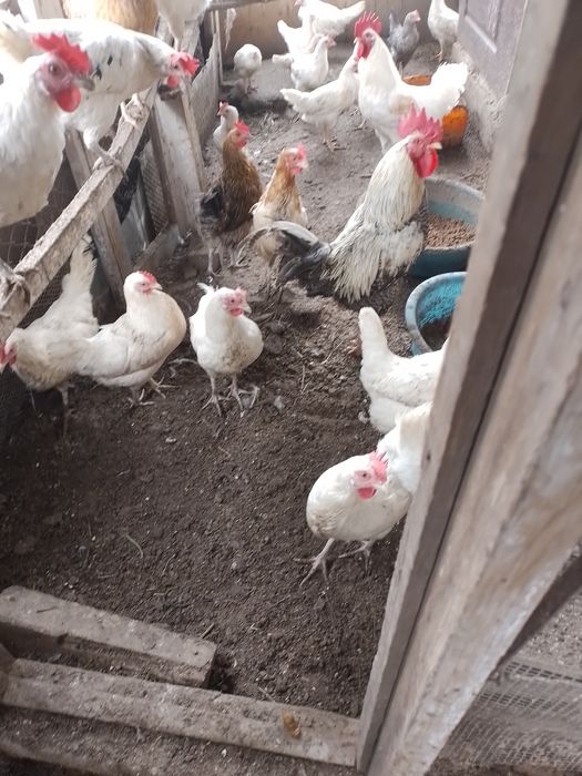 продажа курей и цеплят