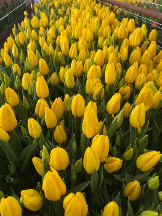 Цветы к 8 марта.