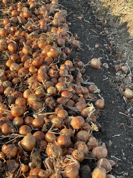 Ceapa de toamna Legend F1