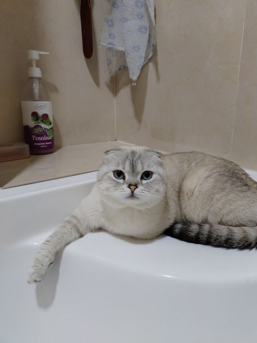 Котята, шотландцы вислоухие