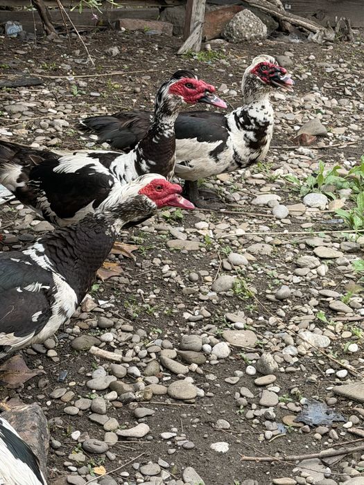ratoi si cocosi de vanzare