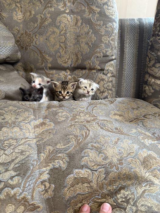 Вислоухие котята