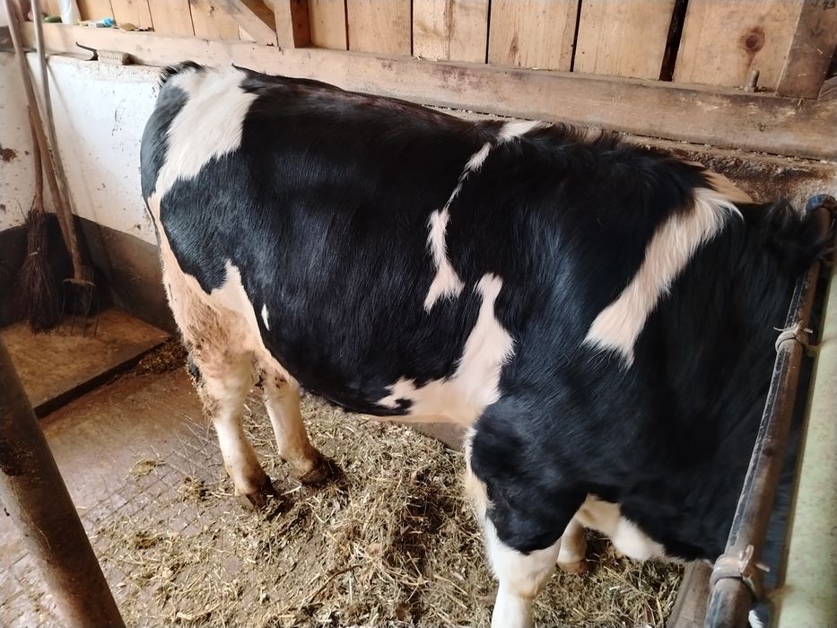 Bălțat pe negru de vânzare..