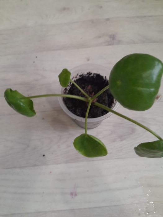 Разные комнатные цветы продаю