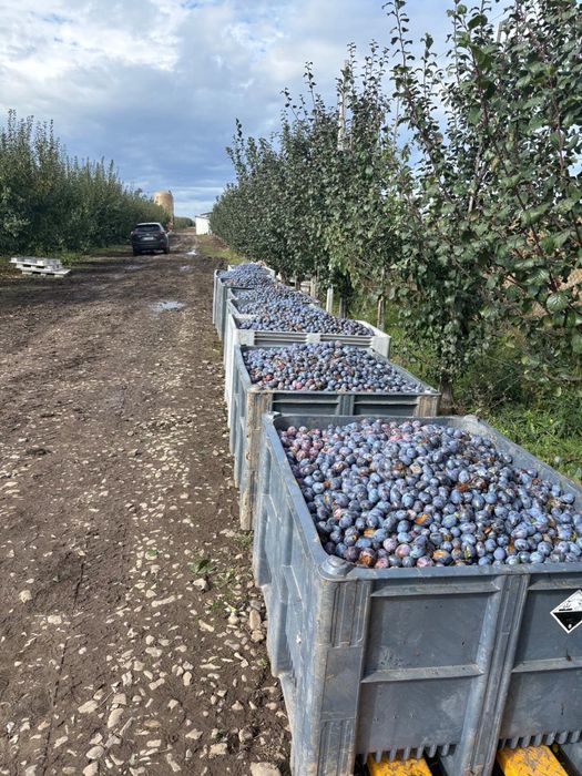 Prune Stanley pentru tuica si consum
