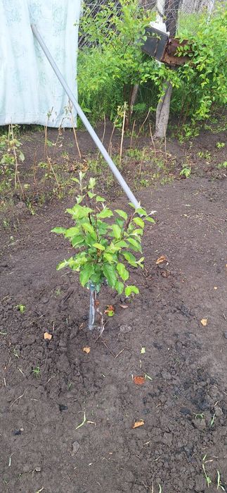 Продам Дачу отличное