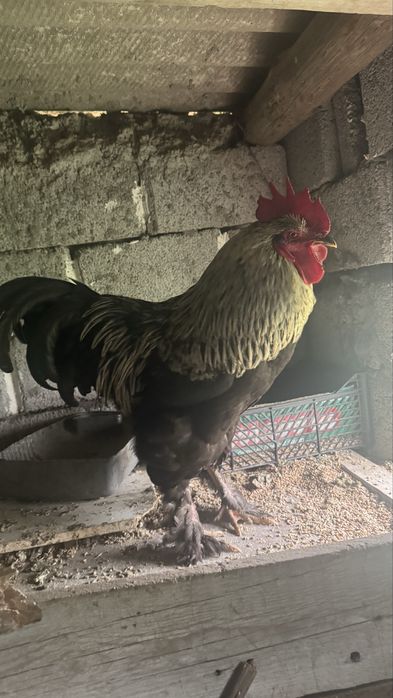 брама шатыс қораз сатылады срочно