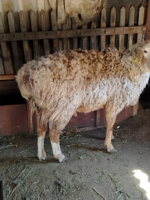 Продам кошкар барана