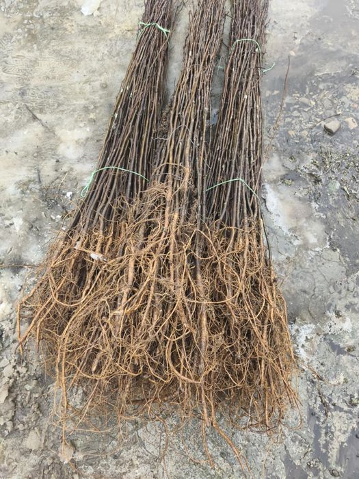 Vând puieți  de tot felul