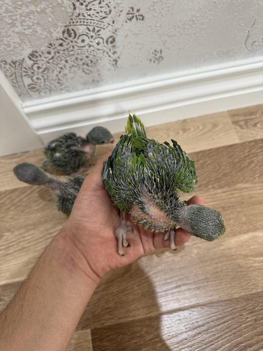 Ожереловый зелёный попугай продается