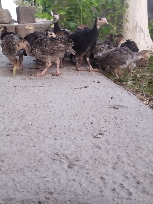 Үндік балапаны сатылады .