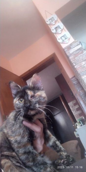 Коте   търси дом!