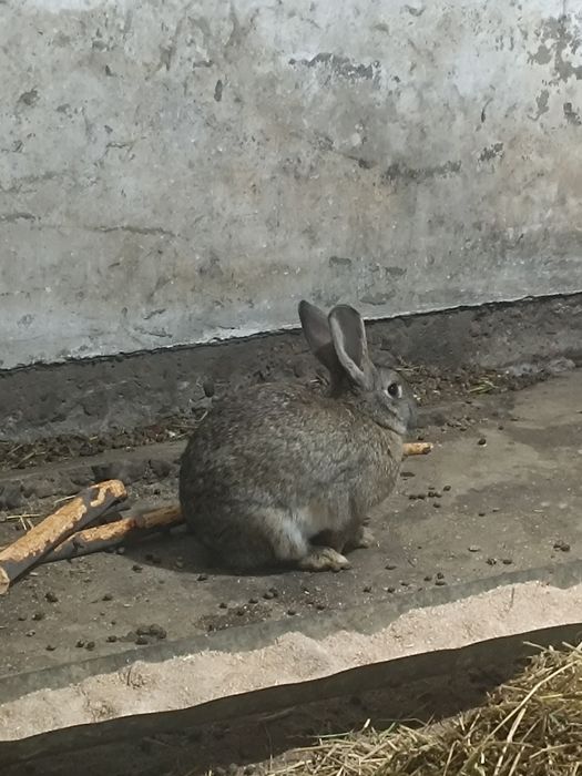 Кролики порода Бабачки