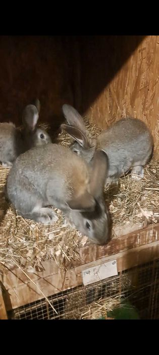 Tineret uriaș german