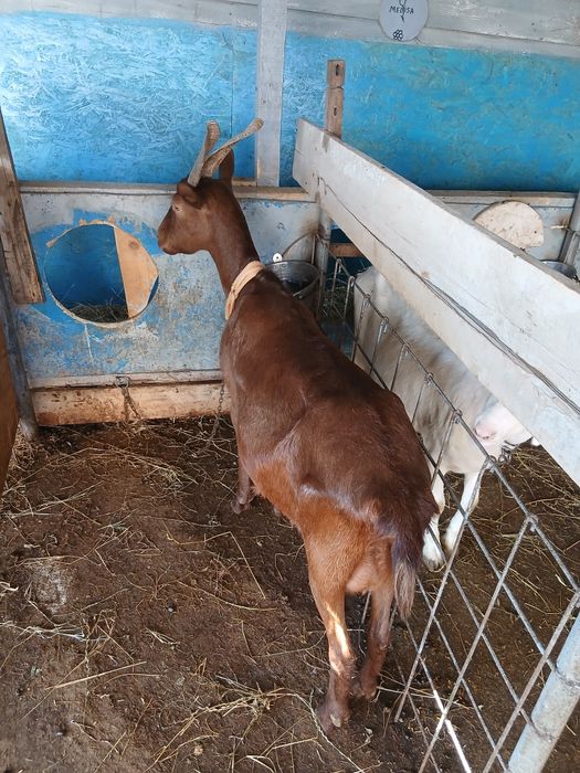 Vând capre și iezi