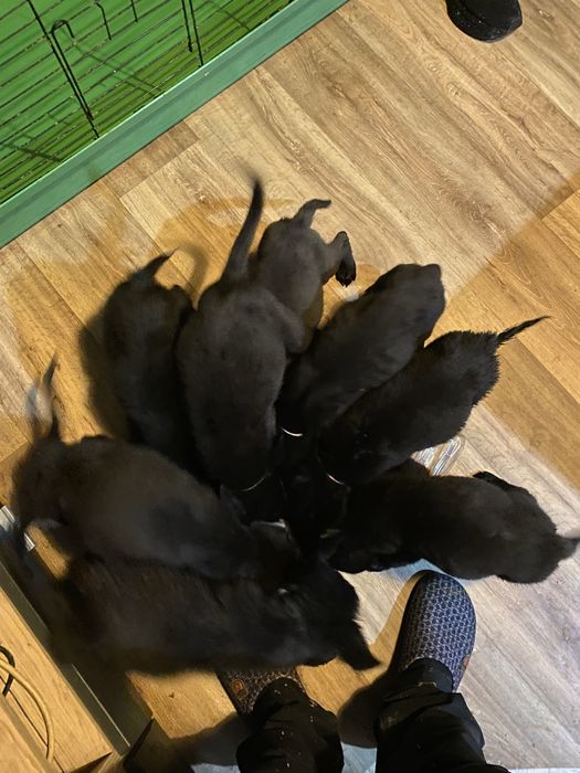 Черна немска овчарка