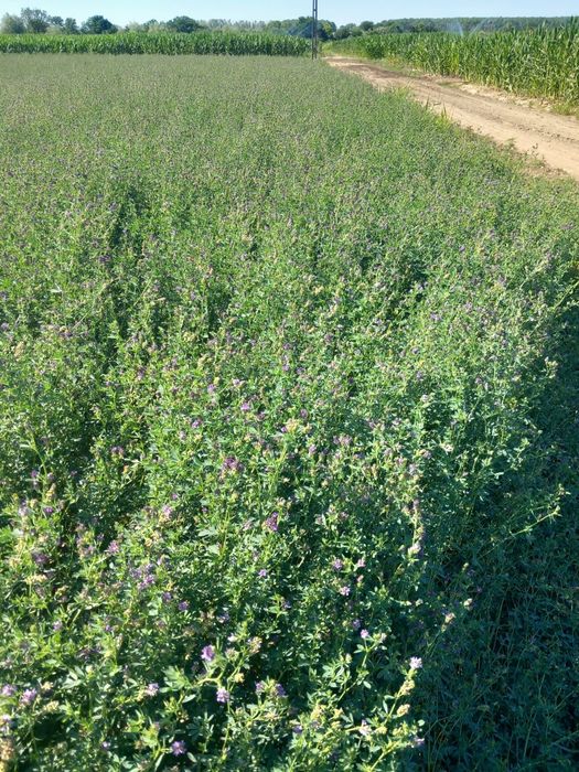 Vând sămânță lucernă