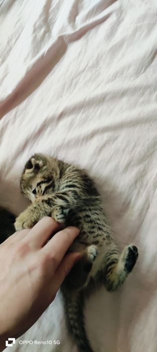 Отдам в хорошие руки