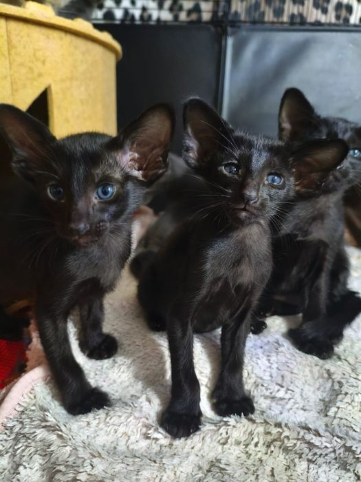 Ориентальные котята