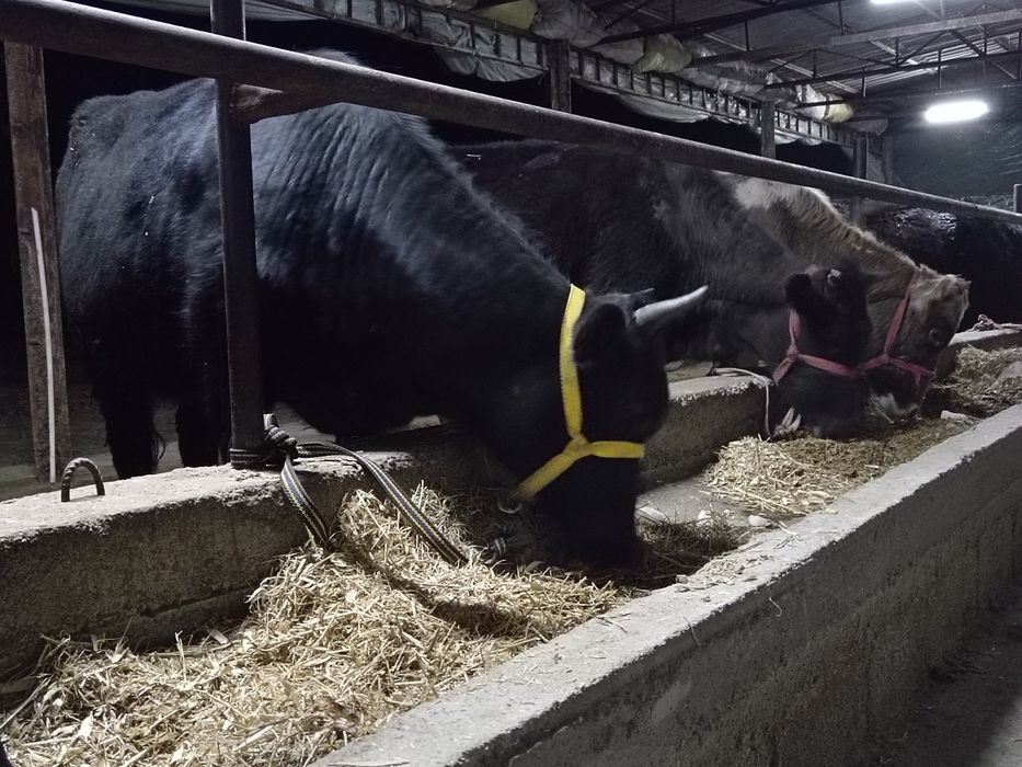 Bugoz sigirllar sotiladi