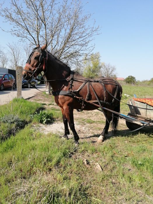 Cal de vânzare castrat, blând