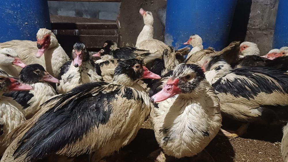 Продам индоуток селезней