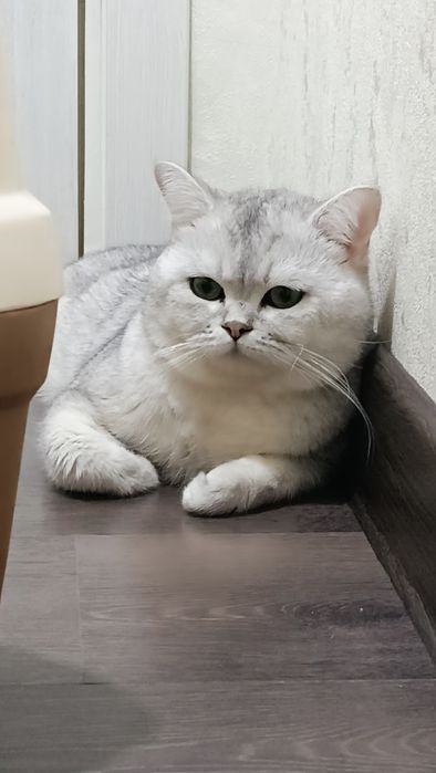 Vyazkaga mushuk Sergelida britanskiy shinshilla N11