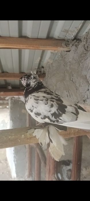 Голуби, Каптар, Кабутар