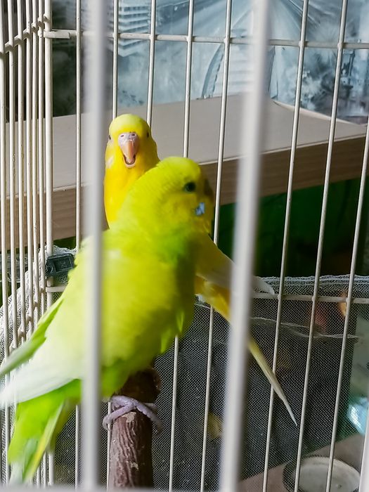 Волнистые попугаи