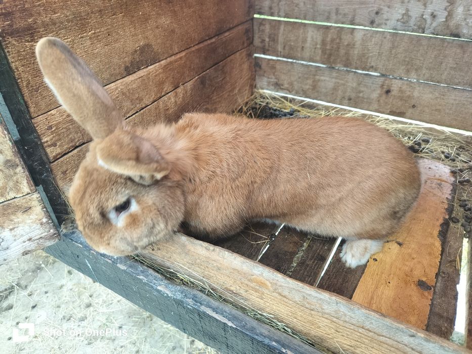 Iepuri diferite marimi