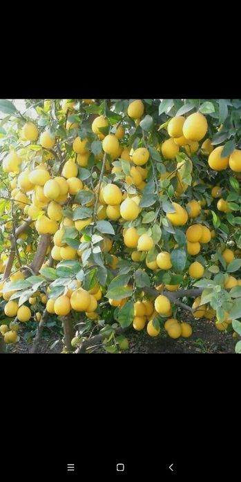 Limon mandarin va apinsin ko'chatlari