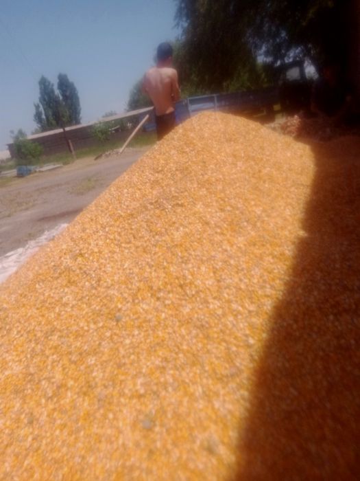 Макайи дон 120 кунлик