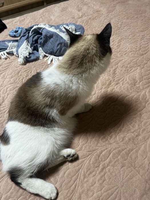 кот мальчик кастрированный