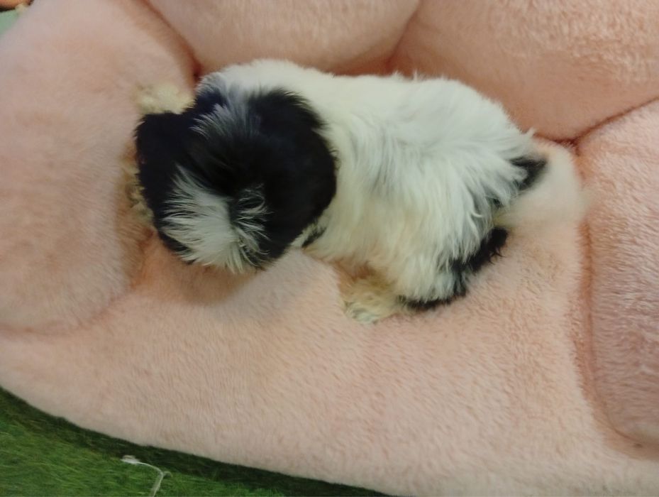 Pui Shih Tzu femela