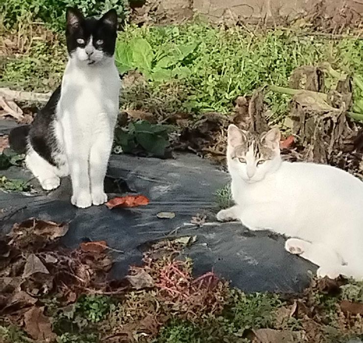 Donez pisici de curte.